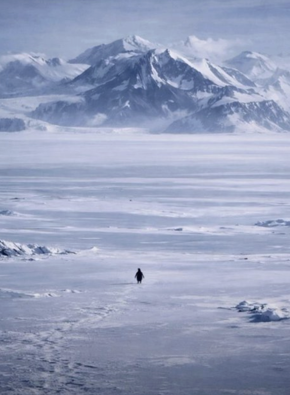 To Be The Penguin, Or To Not Be The Penguin?