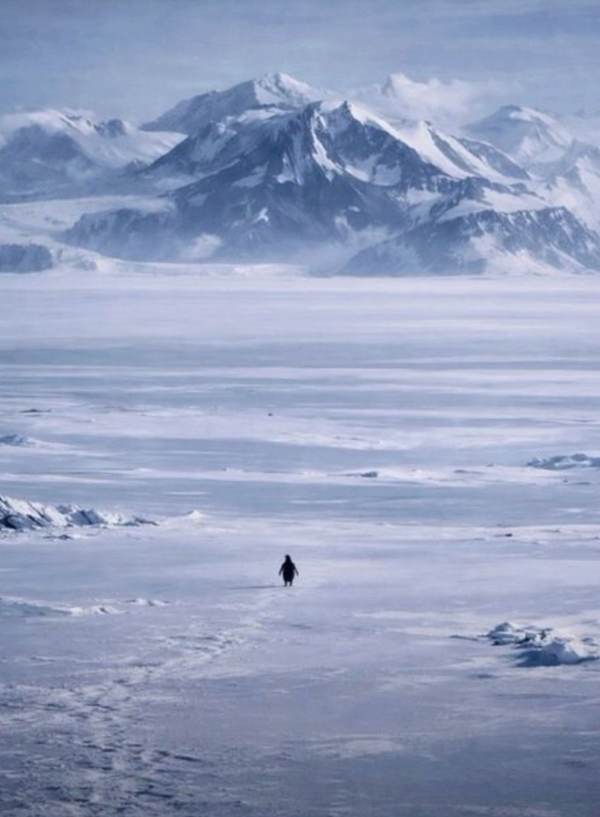 To Be The Penguin, Or To Not Be The Penguin?